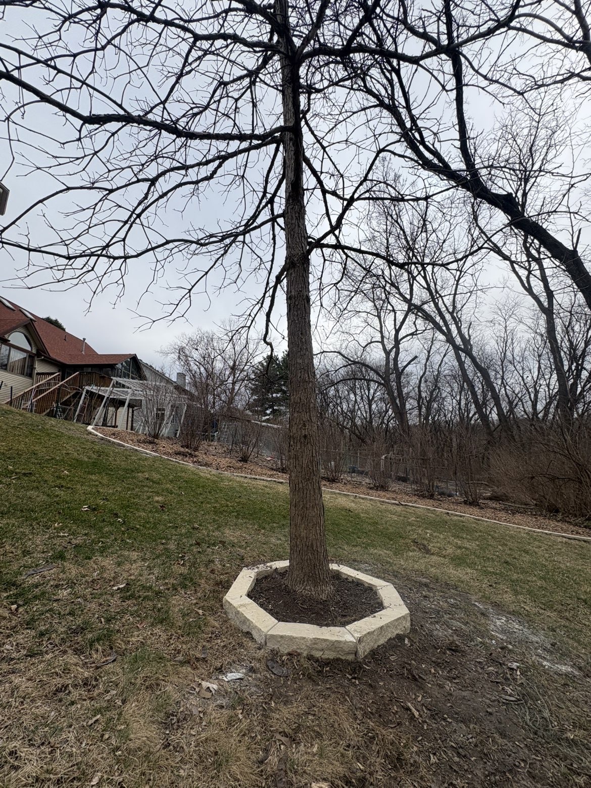 Octagonal stone border around tree base