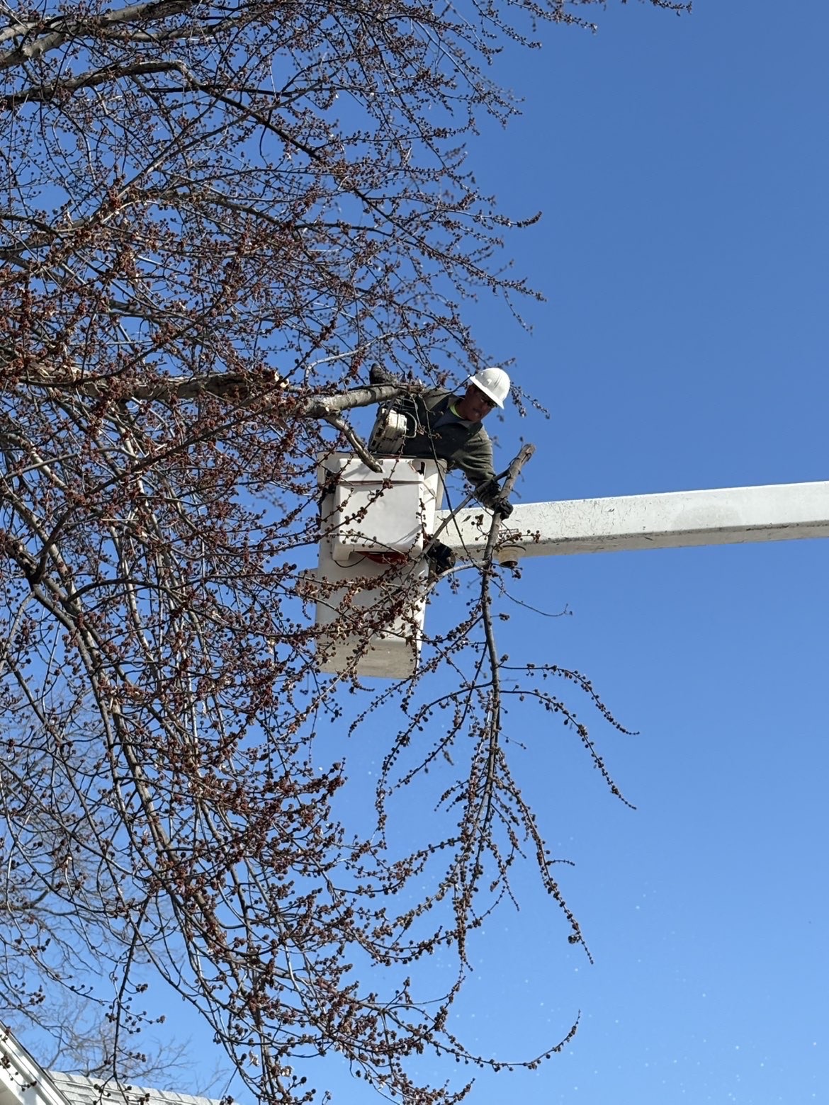 Professional tree removal service